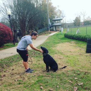 Our Richmond dog training programs train both dogs and their owners. 