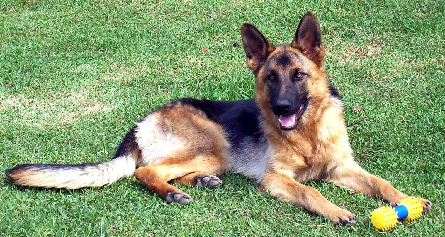 Richmond Dog Training submits a case study about an easily distracted German Shepherd names Jaxx.