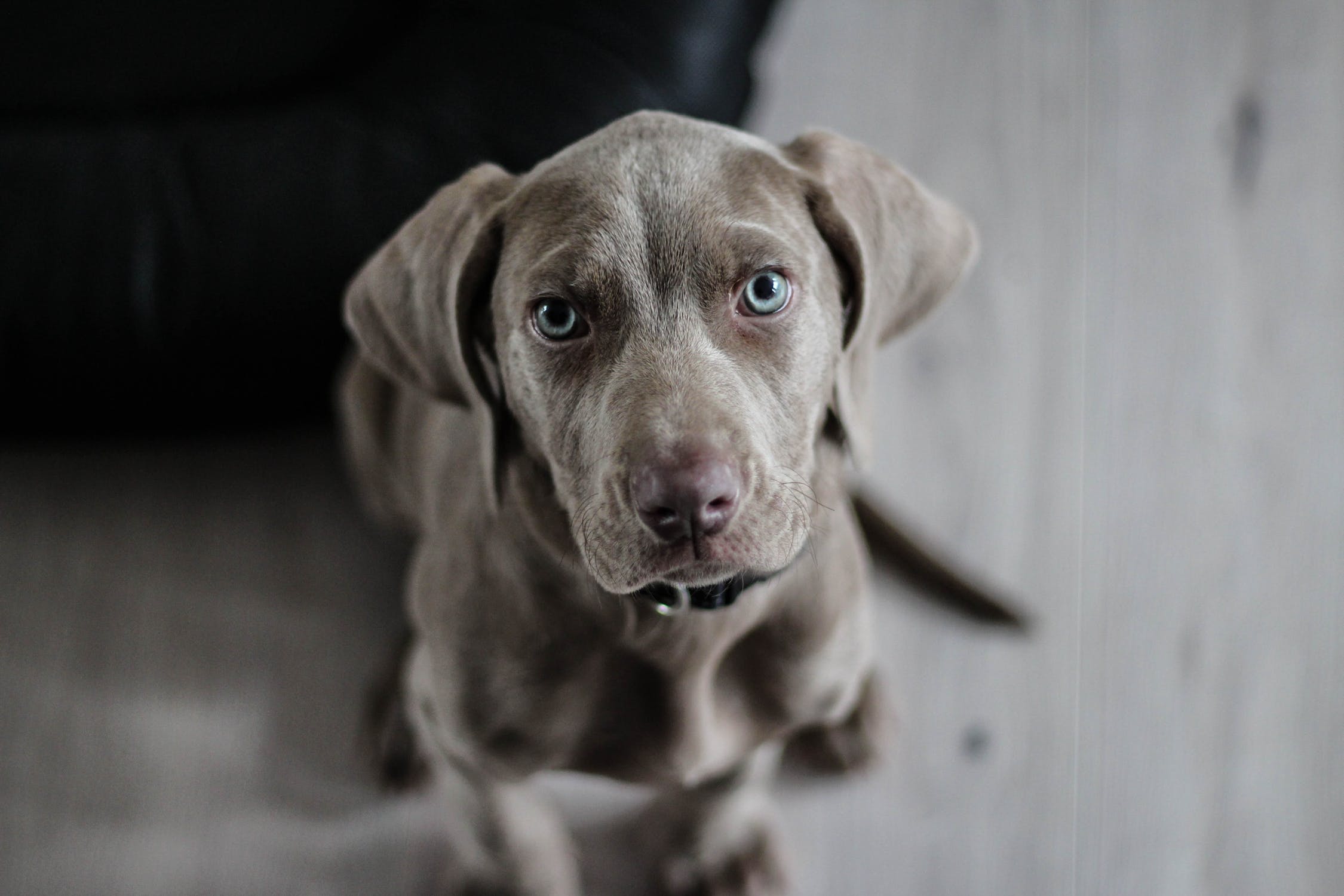 dog training in richmond