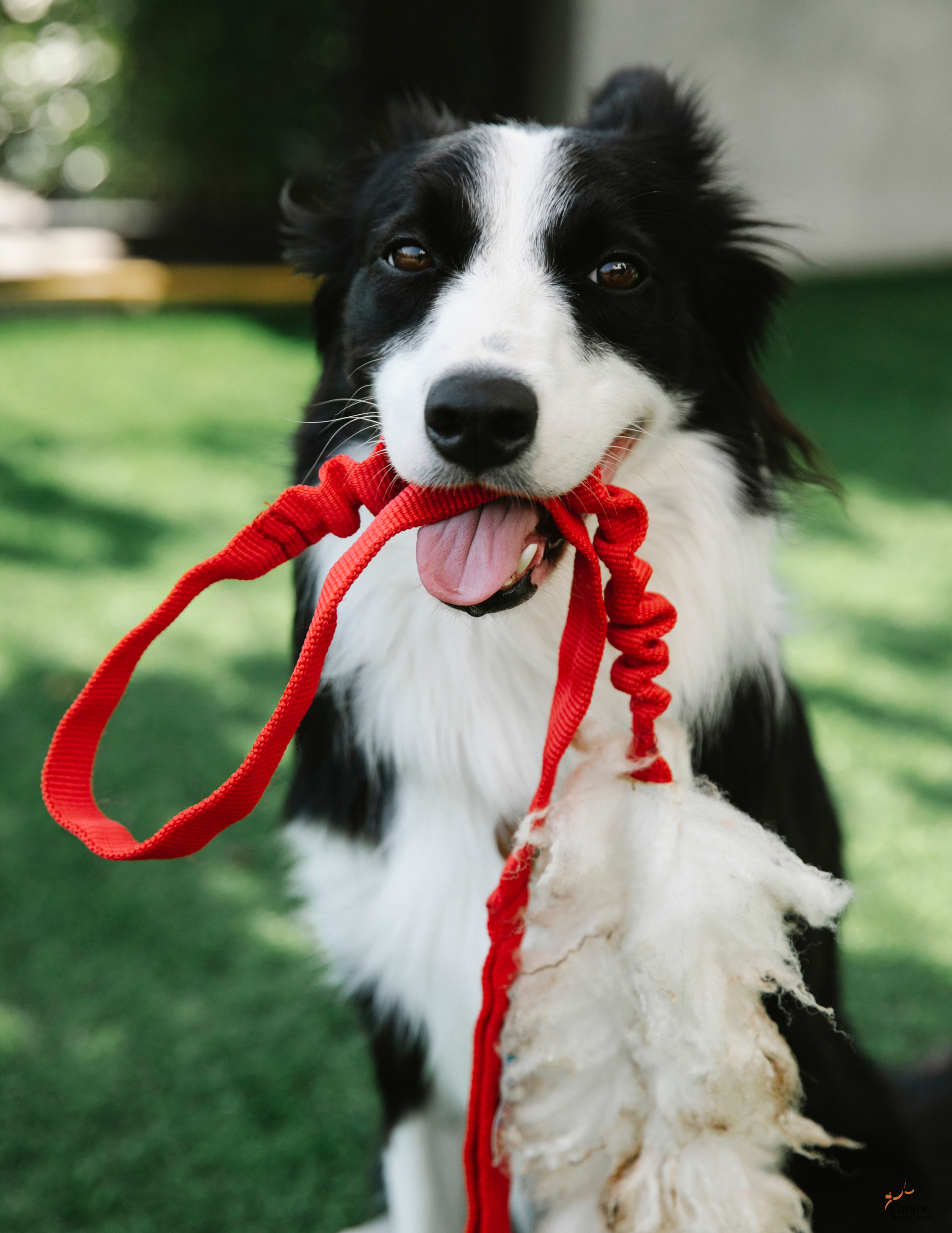 dog obedience training dog obedience training